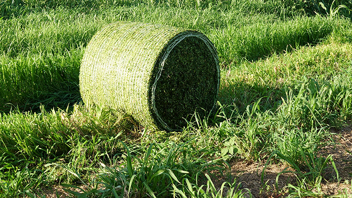 Towards the Future / About Sweet Sorghum